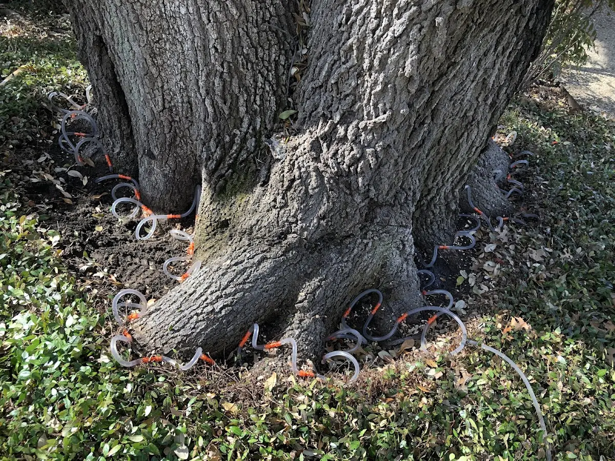 Detailed Tree Cabling and Bracing job site in South Naknek