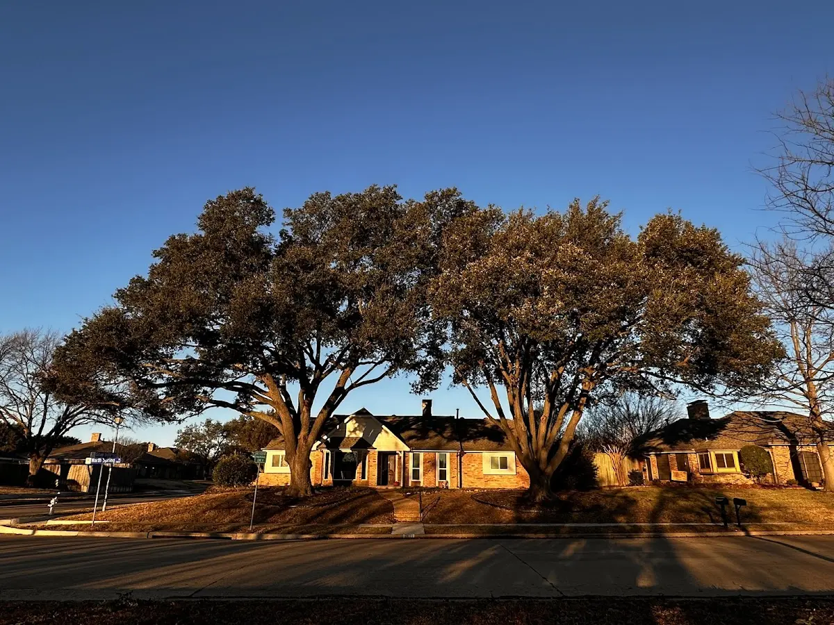 Established residential canopy tree shading a home in South Naknek